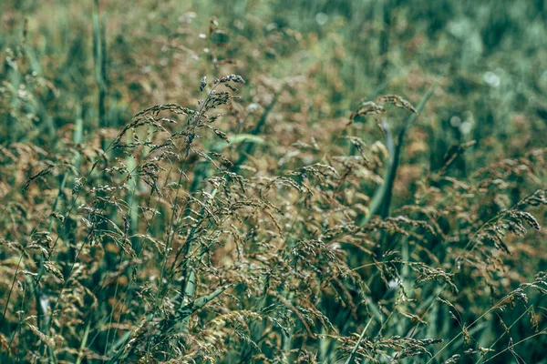 Lange Gras Weide Close Natuur Details — Stockfoto