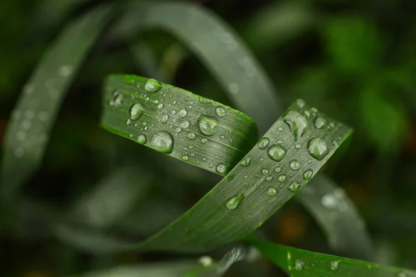 Groene Spikeletten Met Wazige Achtergrond Close Zomerdag — Stockfoto