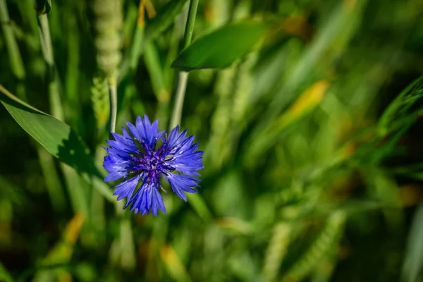 Blue Flower Cornflower Close Shot Flower Summer Meadow Ukraine — Stock Photo, Image