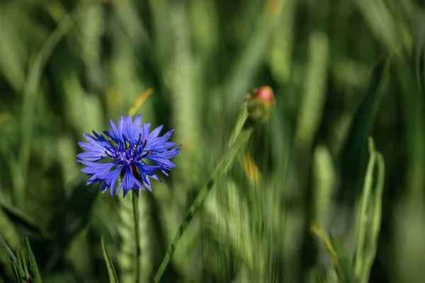 Blue Flower Cornflower Close Shot Flower Summer Meadow Ukraine —  Fotos de Stock