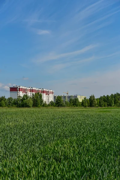 Green Wheat Field Summer Sunny Day Ukrane — стоковое фото