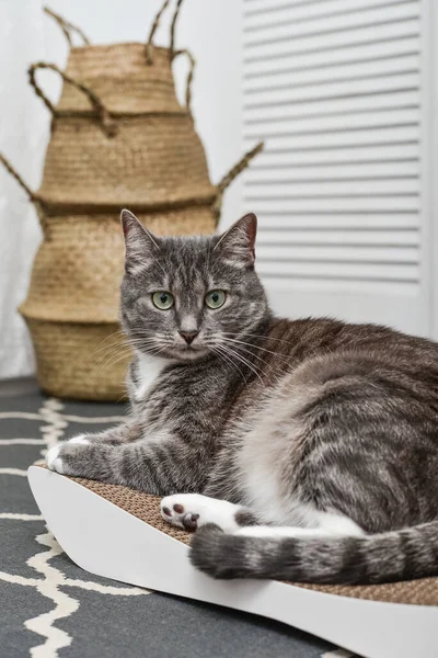 Roztomilý Šedý Tabby Kočka Ležící Moderní Lepenky Poškrábání Post Detailní — Stock fotografie