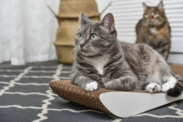 Cute Grey Tabby Cat Lying Modern Cardboard Scratching Post Closeup —  Fotos de Stock