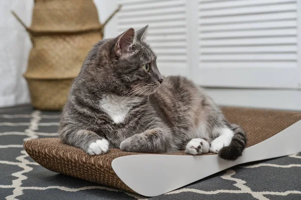 Cute Grey Tabby Cat Lying Modern Cardboard Scratching Post Closeup — стоковое фото
