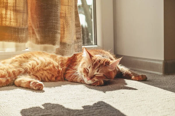 Cute Ginger Cat Sleeping Floor Sun Spot Home Closeup — Stockfoto