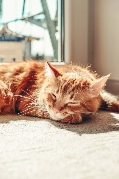 Cute Ginger Cat Sleeping Floor Sun Spot Home Closeup — Photo