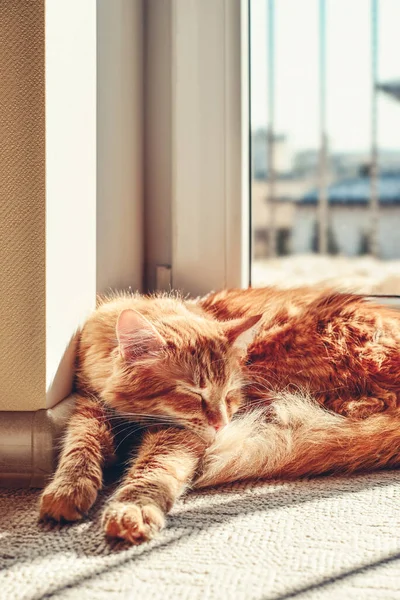 Cute Ginger Cat Sleeping Floor Sun Spot Home Closeup — Photo