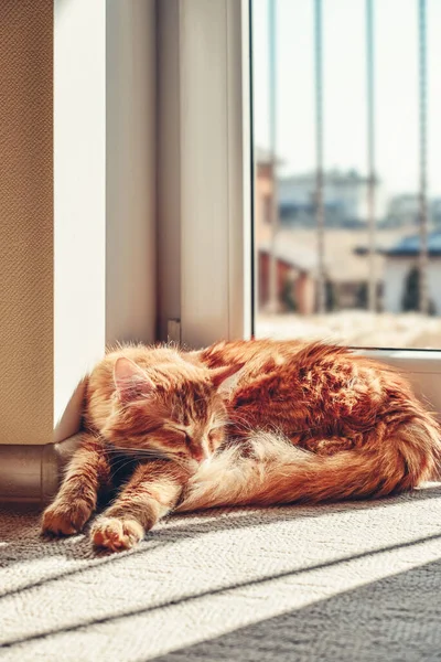 Cute Ginger Cat Sleeping Floor Sun Spot Home Closeup — Photo