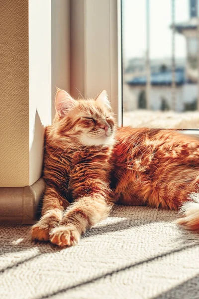 Cute Ginger Cat Sleeping Floor Sun Spot Home Closeup — Photo