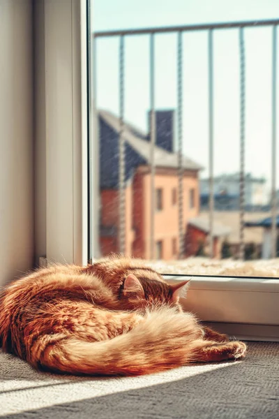 Cute Ginger Cat Sleeping Floor Sun Spot Home Closeup —  Fotos de Stock
