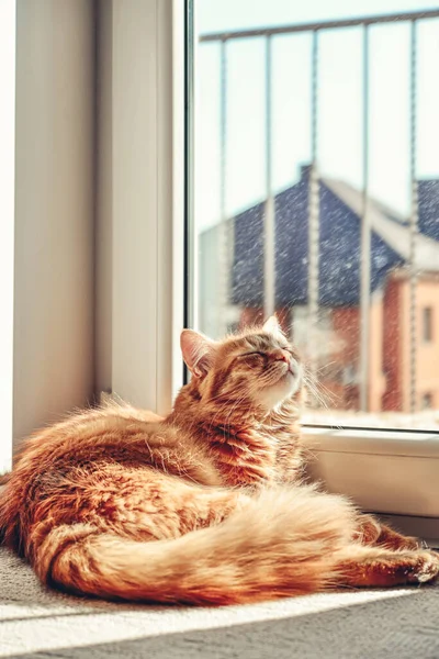 Cute Ginger Cat Sleeping Floor Sun Spot Home Closeup — Foto de Stock