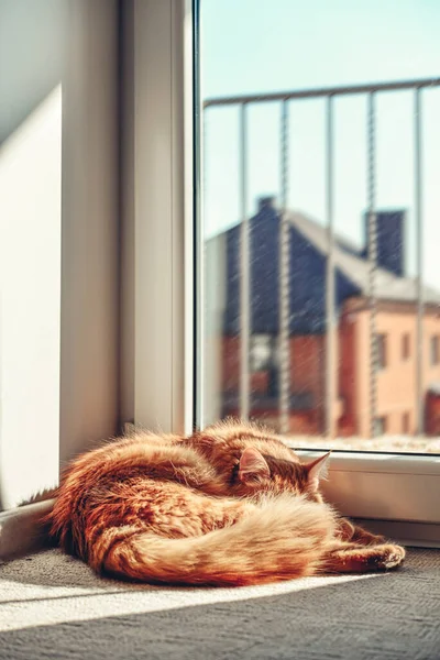 Cute Ginger Cat Sleeping Floor Sun Spot Home Closeup — 图库照片