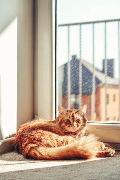 Cute Ginger Cat Sleeping Floor Sun Spot Home Closeup — Stockfoto