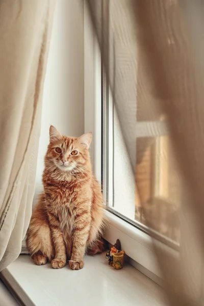 Cute Ginger Cat Relaxing Windowsill Closeup — 图库照片