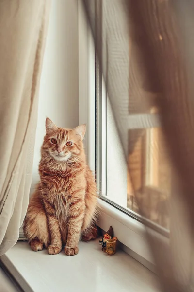 Cute Ginger Cat Relaxing Windowsill Closeup — 图库照片