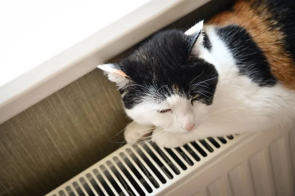 Cute Tricolor Cat Relaxing Warm Radiator Closeup — Stockfoto