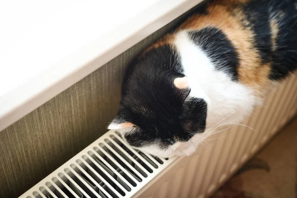 Cute Tricolor Cat Relaxing Warm Radiator Closeup — Fotografia de Stock