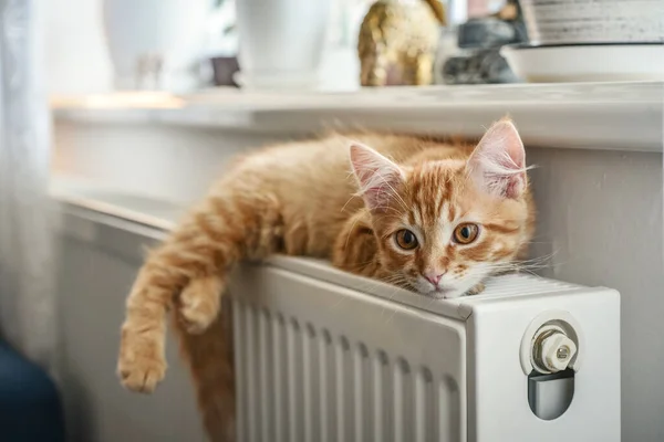 Cute Little Ginger Kitten Amber Eyes Relaxing Warm Radiator Closeup — Stock Photo, Image