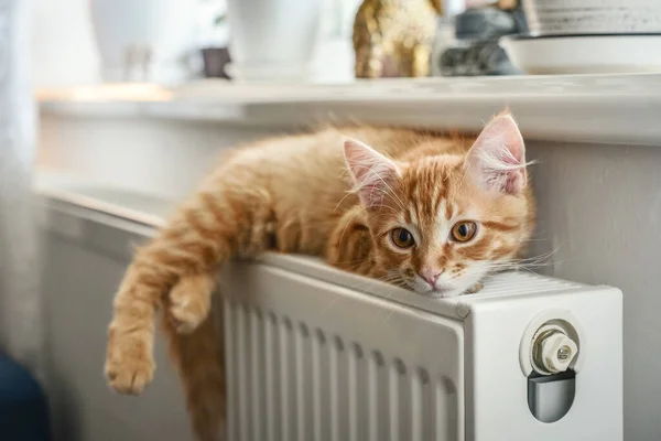 Gatinho Gengibre Bonito Com Olhos Âmbar Relaxando Close Radiador Quente — Fotografia de Stock