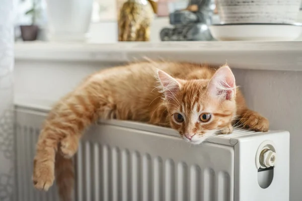 라디에이터를 클로즈업하여 편안하게 호박색 귀여운 고양이 — 스톡 사진
