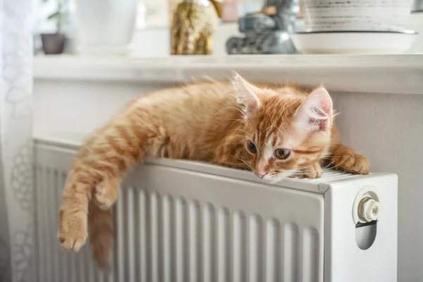 かわいいです生姜子猫とともに琥珀色の目リラックス暖かいラジエーターの閉鎖 — ストック写真