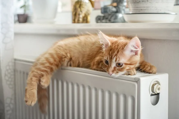 Mignon Petit Chaton Roux Aux Yeux Ambrés Relaxant Sur Radiateur — Photo