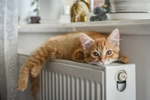 Gatinho Gengibre Bonito Com Olhos Âmbar Relaxando Close Radiador Quente — Fotografia de Stock