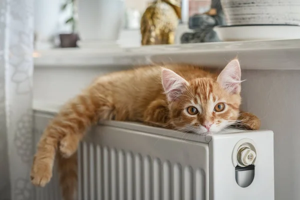 Χαριτωμένο Μικρό Γατάκι Τζίντζερ Κεχριμπαρένια Μάτια Χαλαρώνοντας Στο Ζεστό Ψυγείο — Φωτογραφία Αρχείου