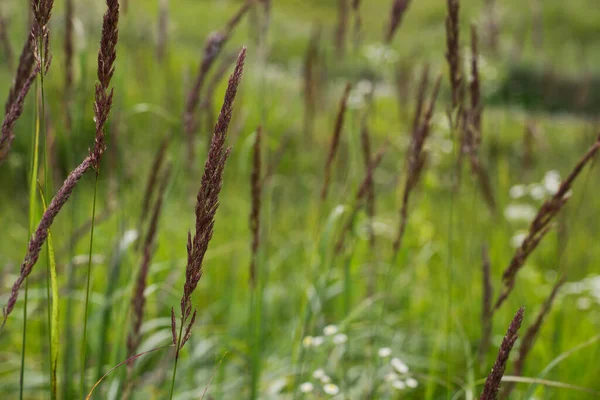 Macro ground level close-up of long grass in a meadow in summer. Concept for wild, free, bliss, peace, calm
