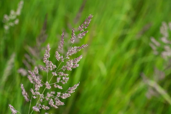 Macro ground level close-up of long grass in a meadow in summer. Concept for wild, free, bliss, peace, calm