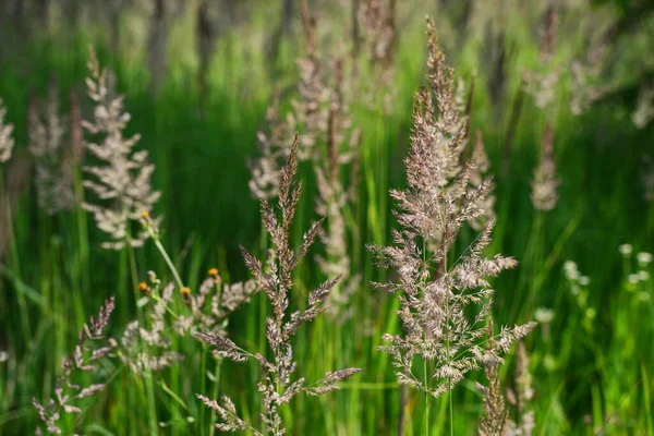 Macro Ground Level Close Long Grass Meadow Summer Concept Wild — Zdjęcie stockowe