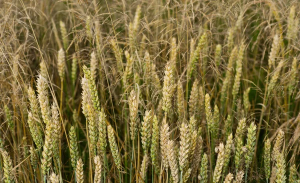 Wheat Field Golden Spikelets Close — Fotografia de Stock