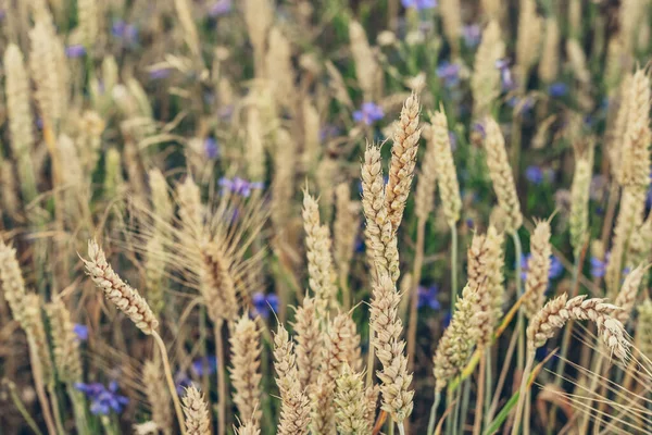 Wheat Field Golden Spikelets Close — Fotografia de Stock