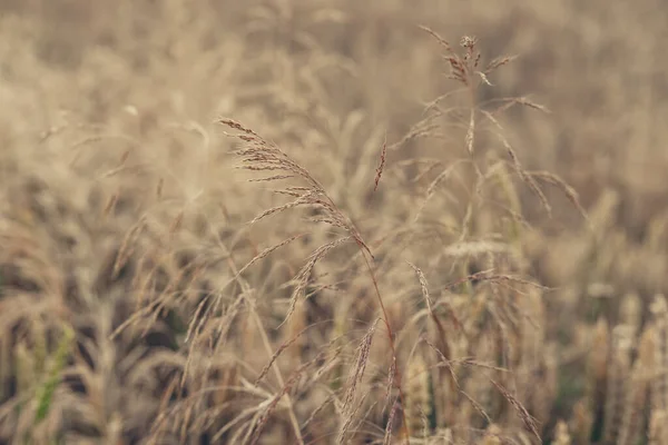 Closeup Ears Wild Cereal Crops Daylight Sway Wind Selective Soft — Stock fotografie