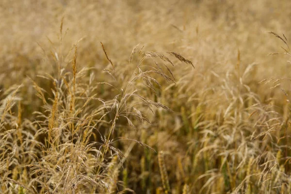 Closeup Ears Wild Cereal Crops Daylight Sway Wind Selective Soft — Foto Stock