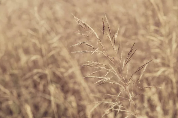 Closeup Ears Wild Cereal Crops Daylight Sway Wind Selective Soft — ストック写真