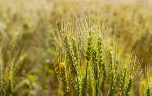 Wheat Field Golden Spikelets Close — Foto Stock