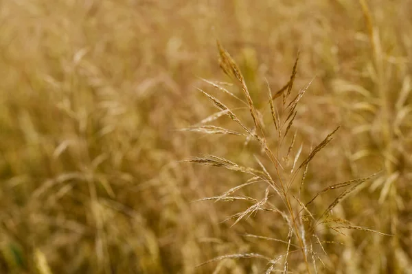 Closeup Ears Wild Cereal Crops Daylight Sway Wind Selective Soft — Fotografia de Stock