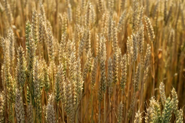 Wheat Field Golden Spikelets Close — Foto Stock
