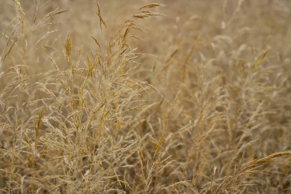 Closeup Ears Wild Cereal Crops Daylight Sway Wind Selective Soft — Stockfoto