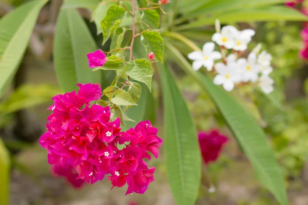 Rózsaszín Bougainvillea, papír virág — Stock Fotó