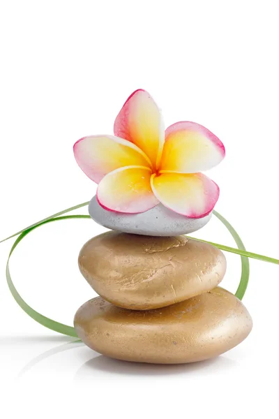 Frangipani flower on stones with small green grass decoration, isolated — Stock Photo, Image