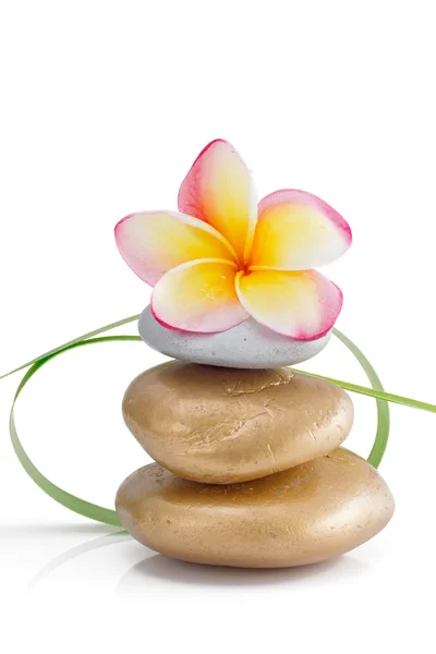 Frangipani flor en piedras con pequeña decoración de hierba verde, aislado — Foto de Stock