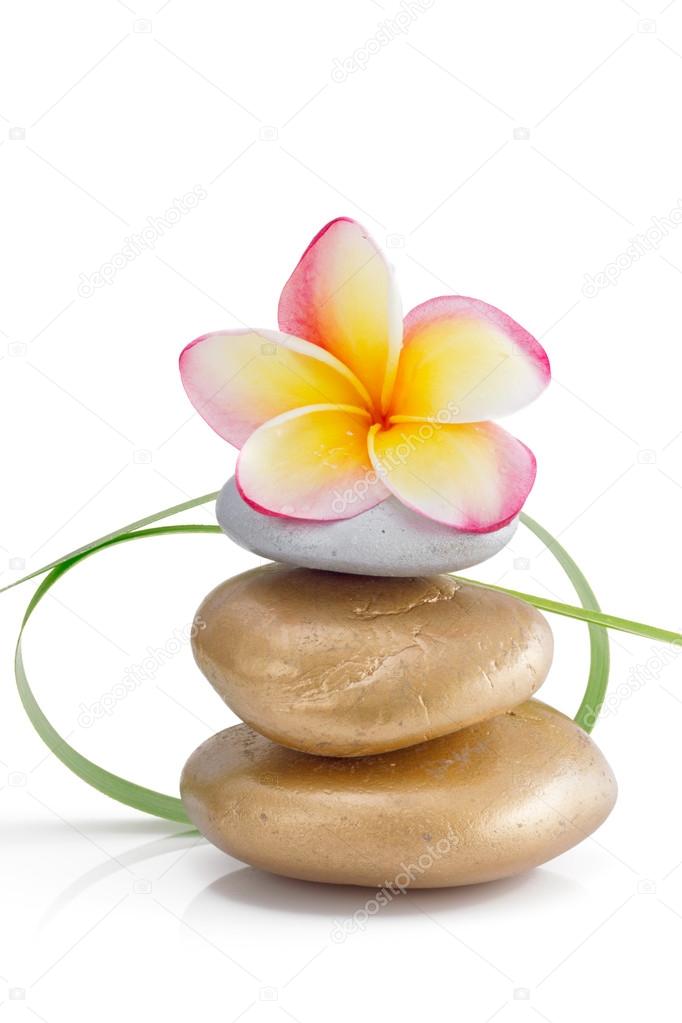 Frangipani flower on stones with small green grass decoration, isolated