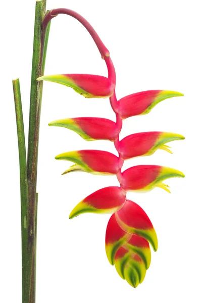 Tropische bloem heliconia, geïsoleerd op wit — Stockfoto