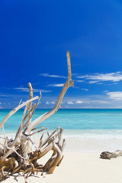 Tropical sandy beach with old dry wooden branch — Stock Photo, Image