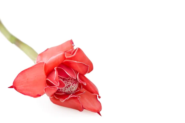 Тропический цветок Рыжий факел изолирован на белом фоне — стоковое фото