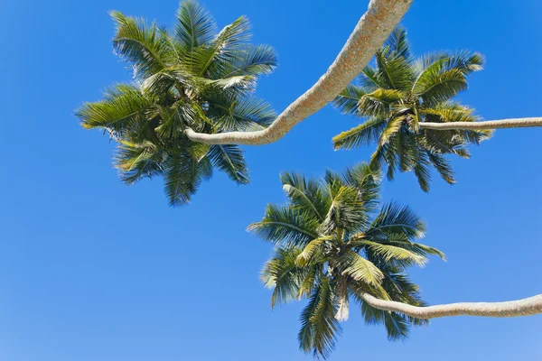 Tres palmeras contra el cielo azul — Foto de Stock