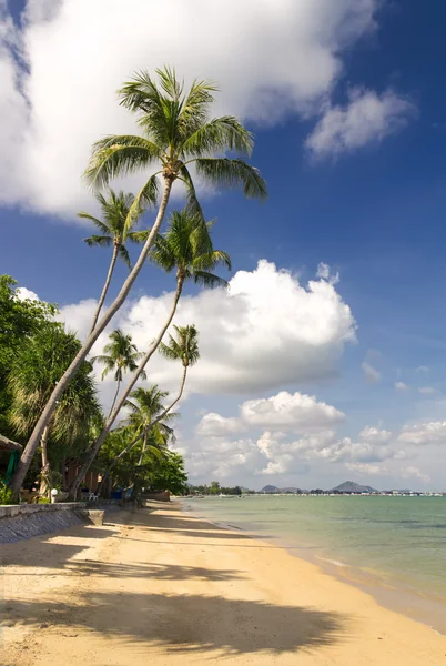 Praia tropical com coqueiros — Fotografia de Stock