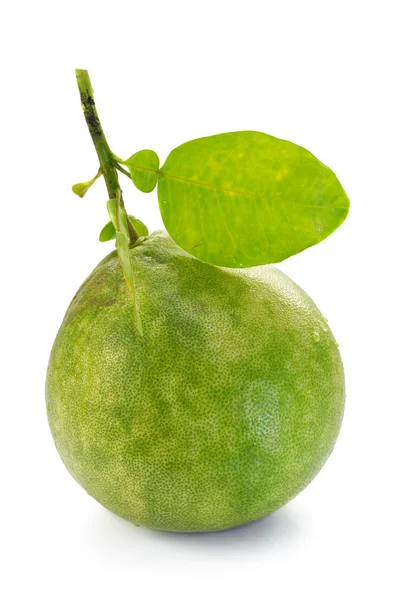 Pomelo, Pummelo, Pommelo (Citrus maxima o Citrus grandis), isola — Foto Stock